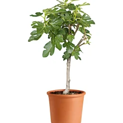 Übertopf Cilindro Bordato 12 cm