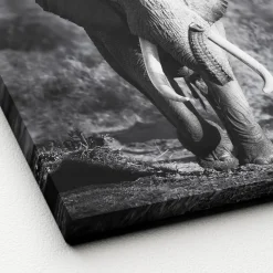 Canvas-Art Elefant 30 x 30 cm