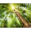 Canvas-Art Wald 60 x 80 cm