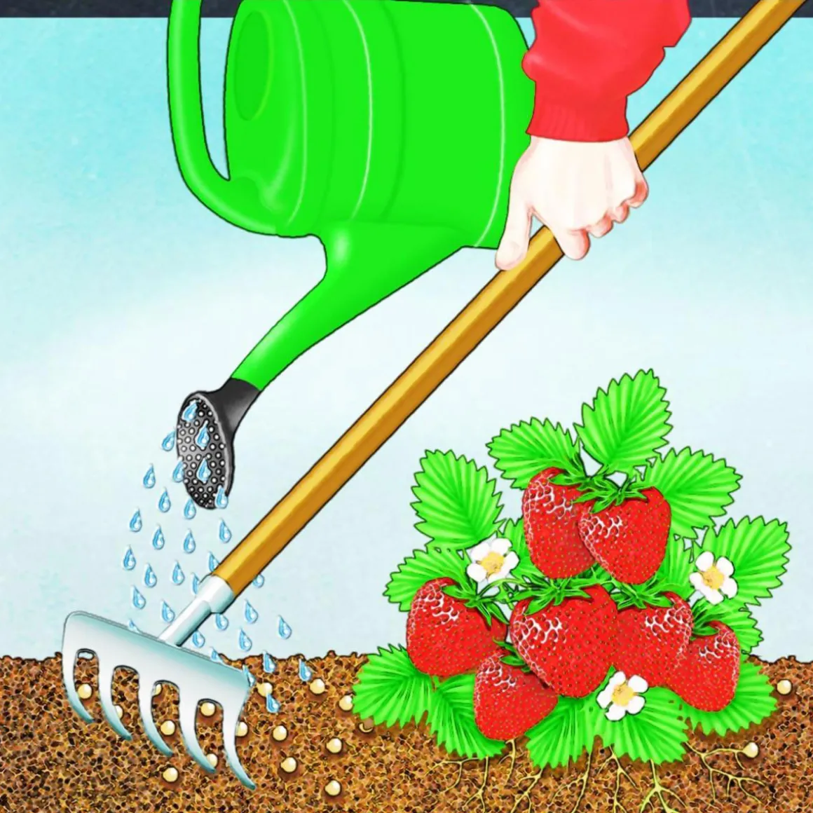 Compo BIO Beeren Langzeit-Dünger mit Schafwolle 0,75 L