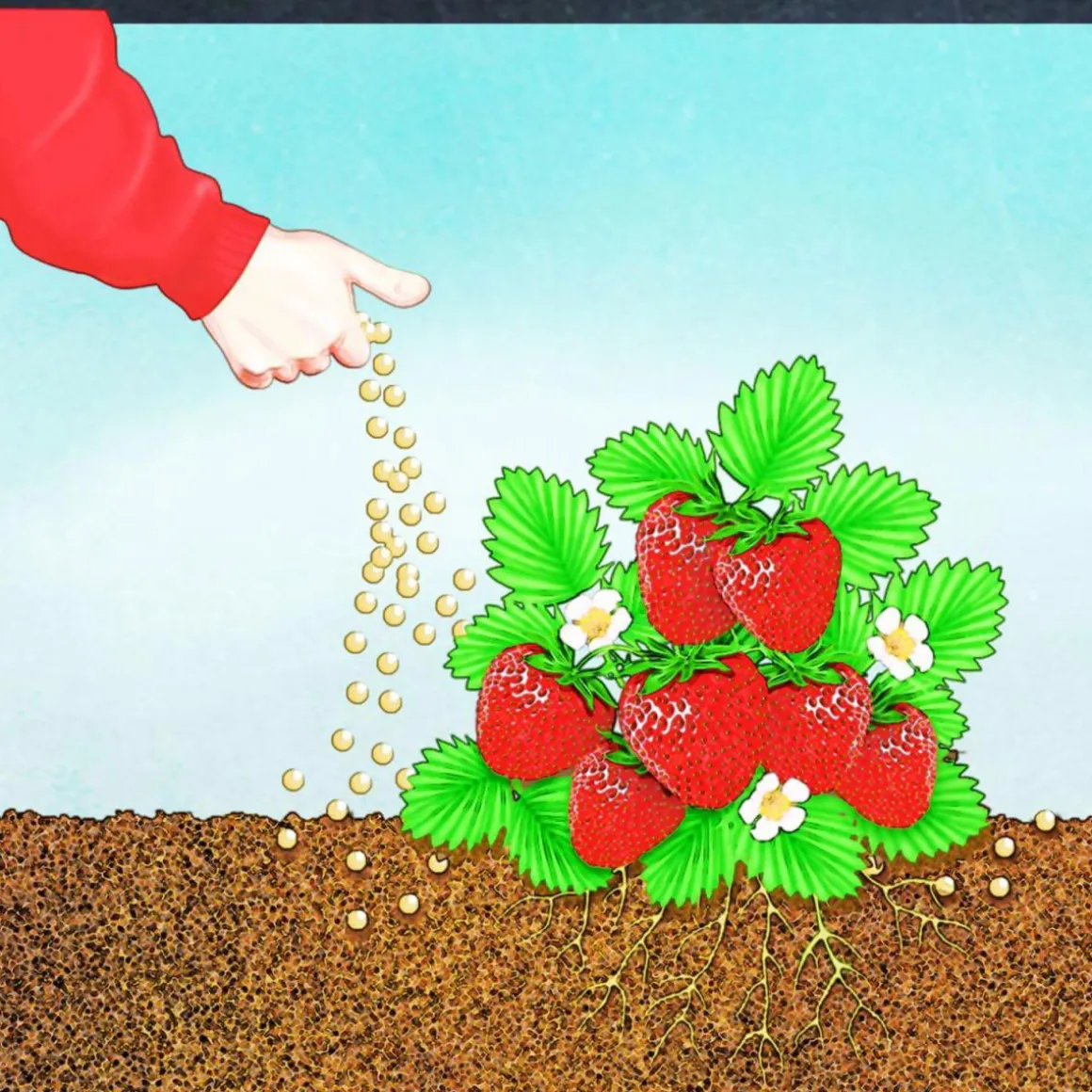 Compo BIO Beeren Langzeit-Dünger mit Schafwolle 0,75 L