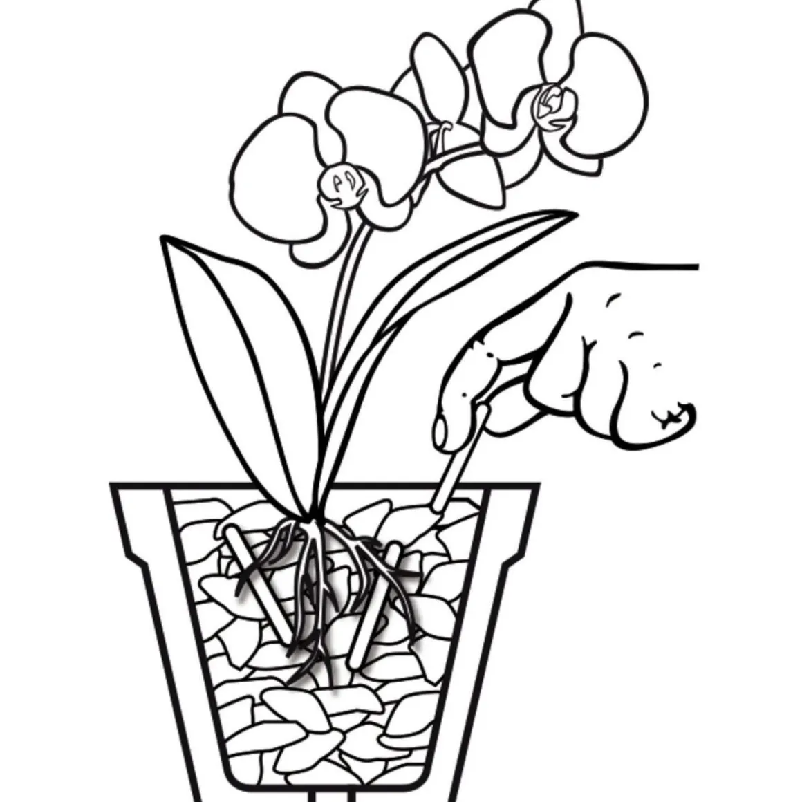 Compo Düngestäbchen für Orchideen 20 Stäbchen