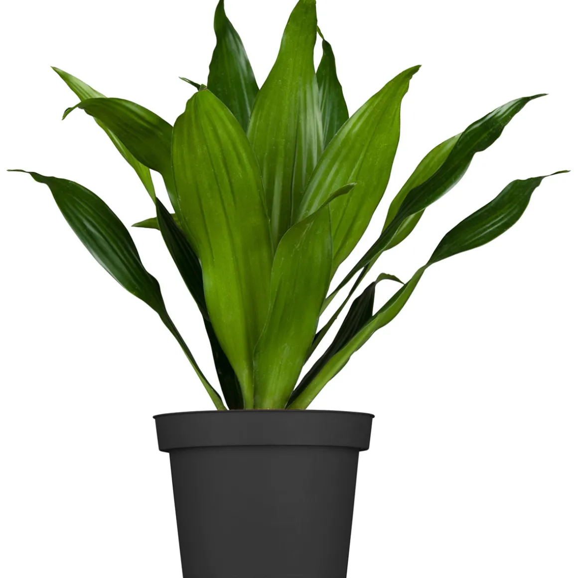 Drachenbaum Topf- Durchmesser 17 cm