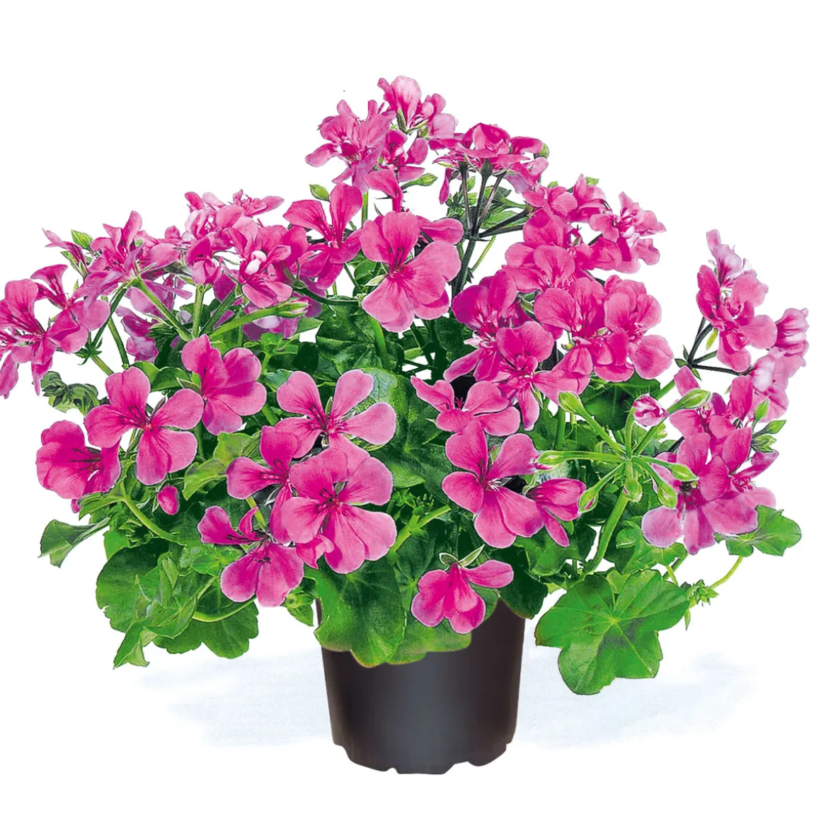 Geranie hängend verschieden Farben Topf Durchmesser 12 cm