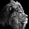 Glas-Art Grey Lion Head 20 x 20 Glasbild