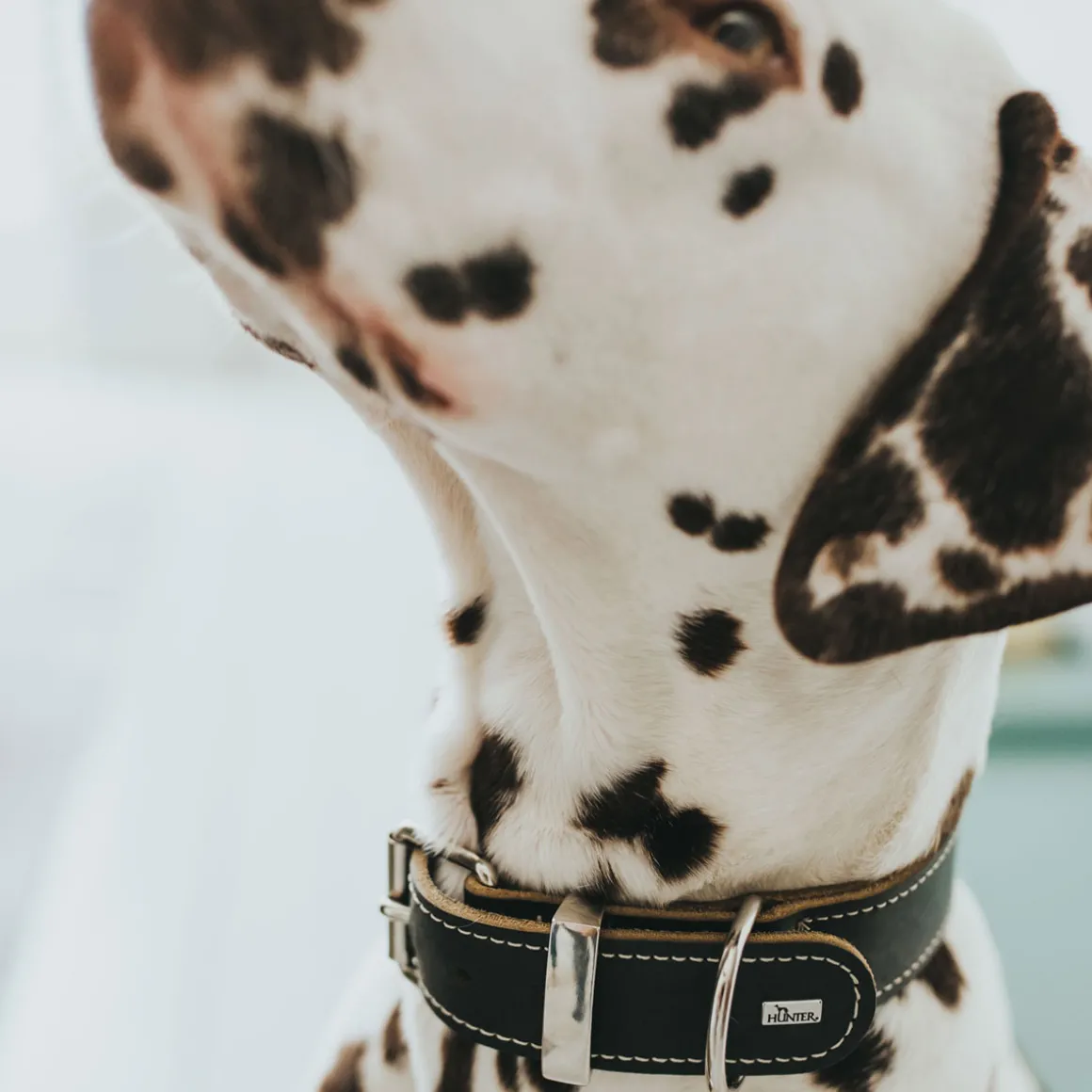 Hunter Halsband Aalborg Special schwarz Größe M