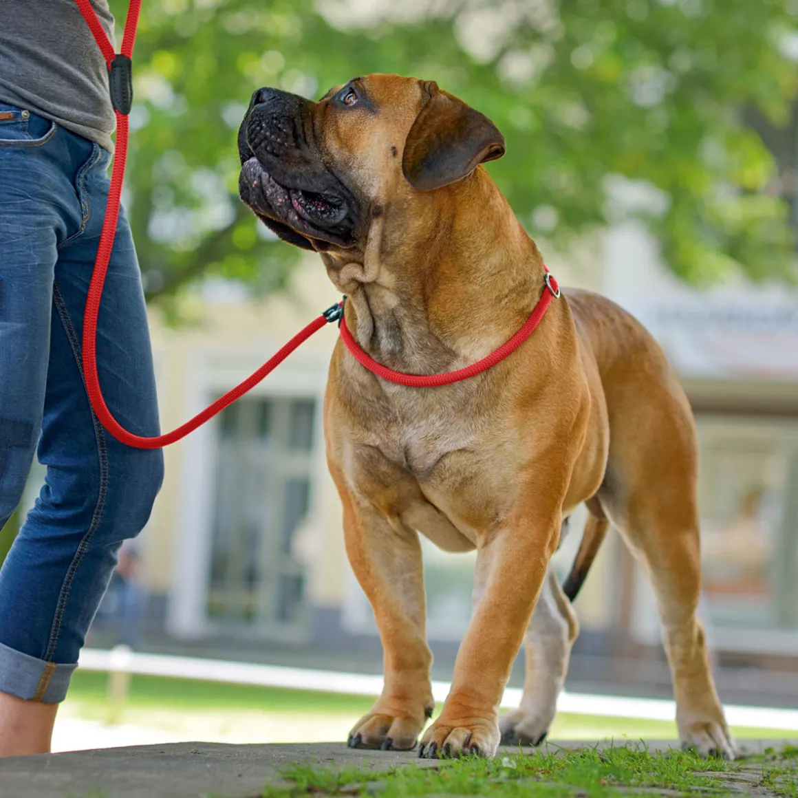 Hunter Retriever-Leine Freestyle rot 210 x 1 cm