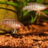 JBLPRONOVO CICHLID GRANO S 250ml CLICK