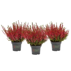 Knospenblüher Beauty Ladies Topf- Durchmesser 11 cm