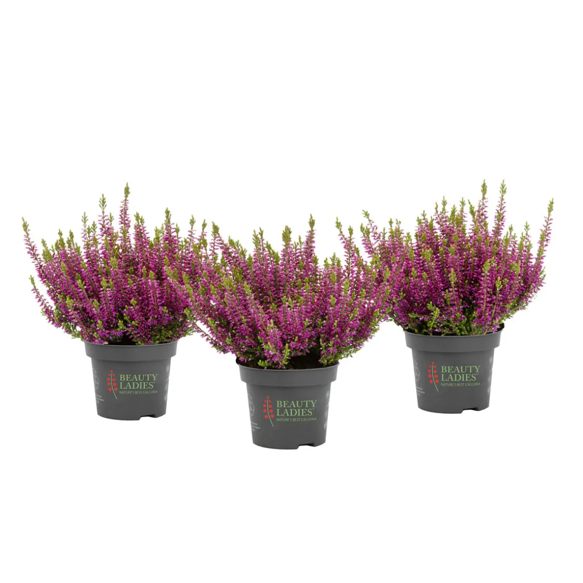 Knospenblüher Beauty Ladies Topf- Durchmesser 11 cm