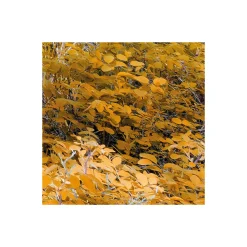 KomarVlies Fototapete Colorful Aspenwoods 450x280 cm