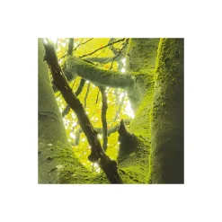 KomarVlies Fototapete Der Traumbaum 450x280 cm