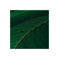 KomarVlies Fototapete Dschungeldach II 450x280 cm