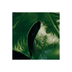 KomarVlies Fototapete Tropical Wall 400x250 cm