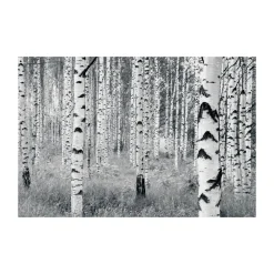 KomarVlies Fototapete Woods 400x270 cm