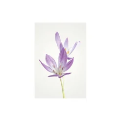KomarWandbild Autumn Crocus 40x50 cm