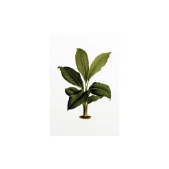KomarWandbild Elastica Leaf 40x50 cm