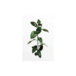 KomarWandbild Ficus Branch 40x50 cm