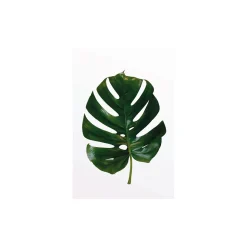 KomarWandbild Monstera Leaf 50x70 cm