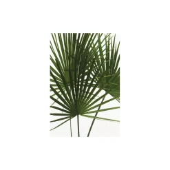 KomarWandbild Palmtree Leaves 40x50 cm