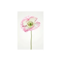 KomarWandbild Poppy 50x70 cm