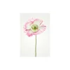 KomarWandbild Poppy 40x50 cm