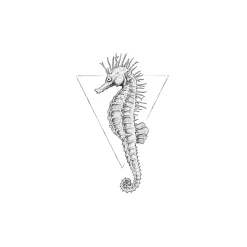 KomarWandbild Sea Horse White 50x70 cm