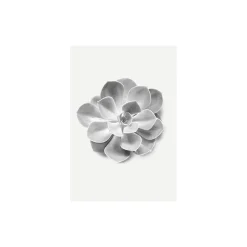 KomarWandbild Succulent Aeonium 50x70 cm