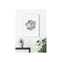 KomarWandbild Succulent Aeonium 50x70 cm