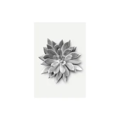 KomarWandbild Succulent Agave 40x50 cm