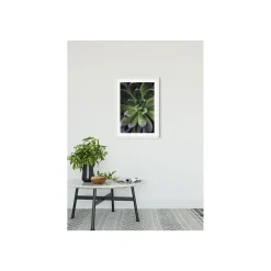 KomarWandbild Succulent Single 50x70 cm