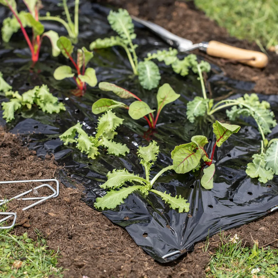 Mulch-Folie 10x1,2m