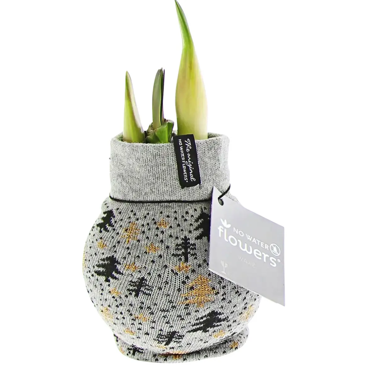 PlantiflorAmaryllis mit Socke gewachst ca 32 cm