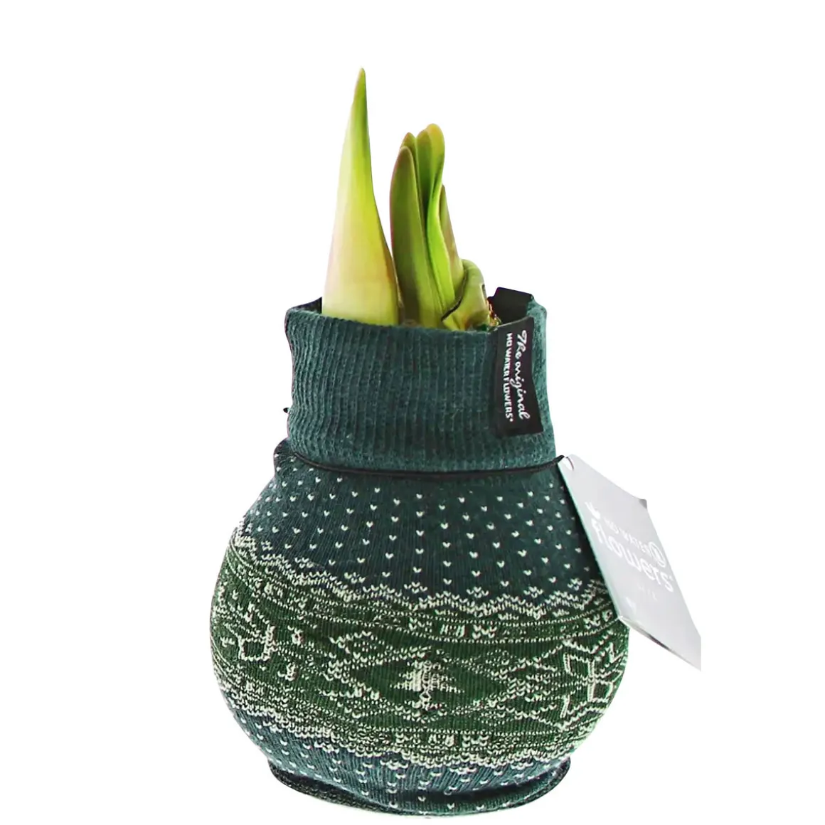 PlantiflorAmaryllis mit Socke gewachst ca 32 cm