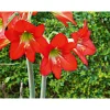 PlantiflorAmaryllis Topf Durchmesser 12 cm