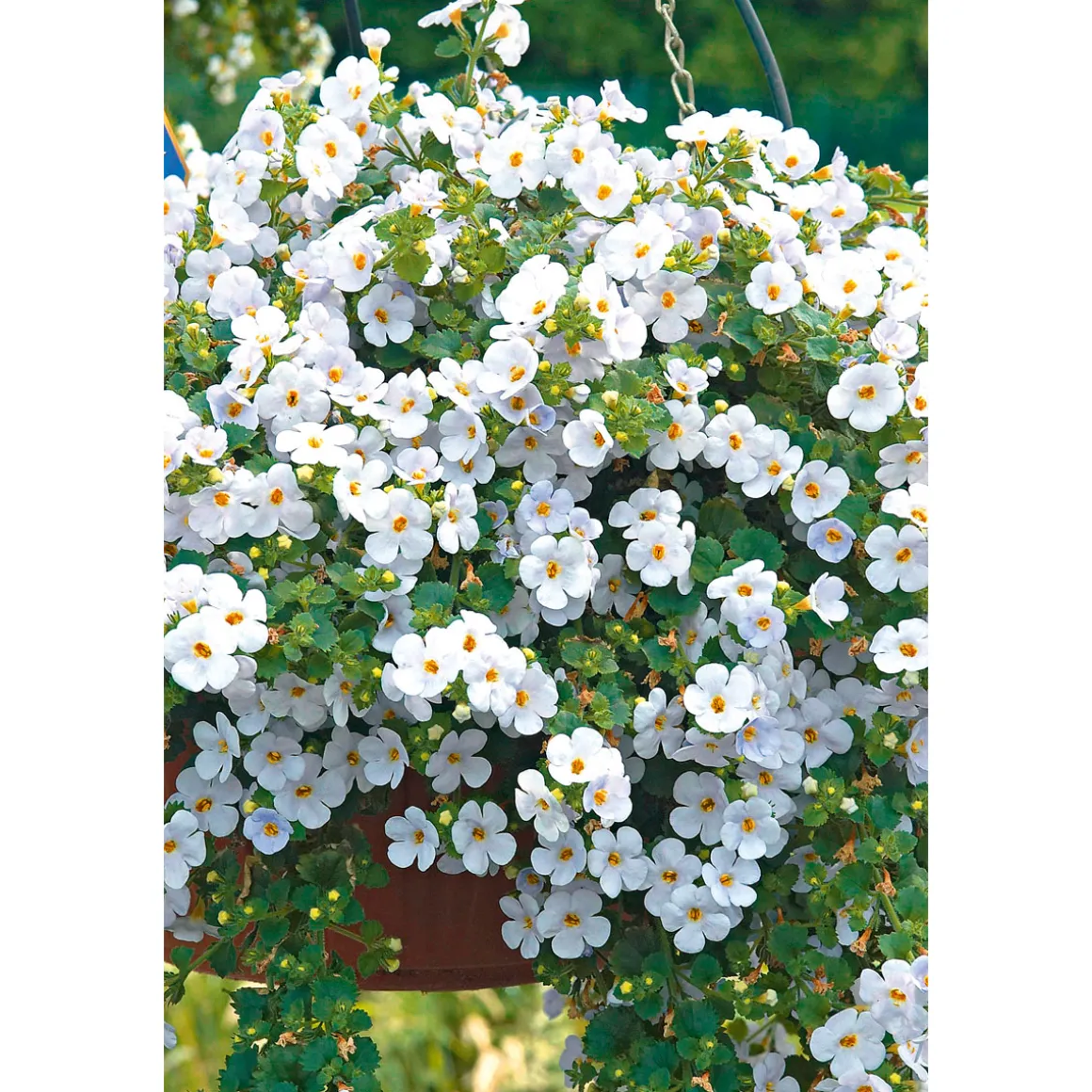 PlantiflorBacopa T10,5