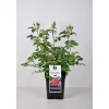 PlantiflorBeet-Duftrose rot Topf 23 cm