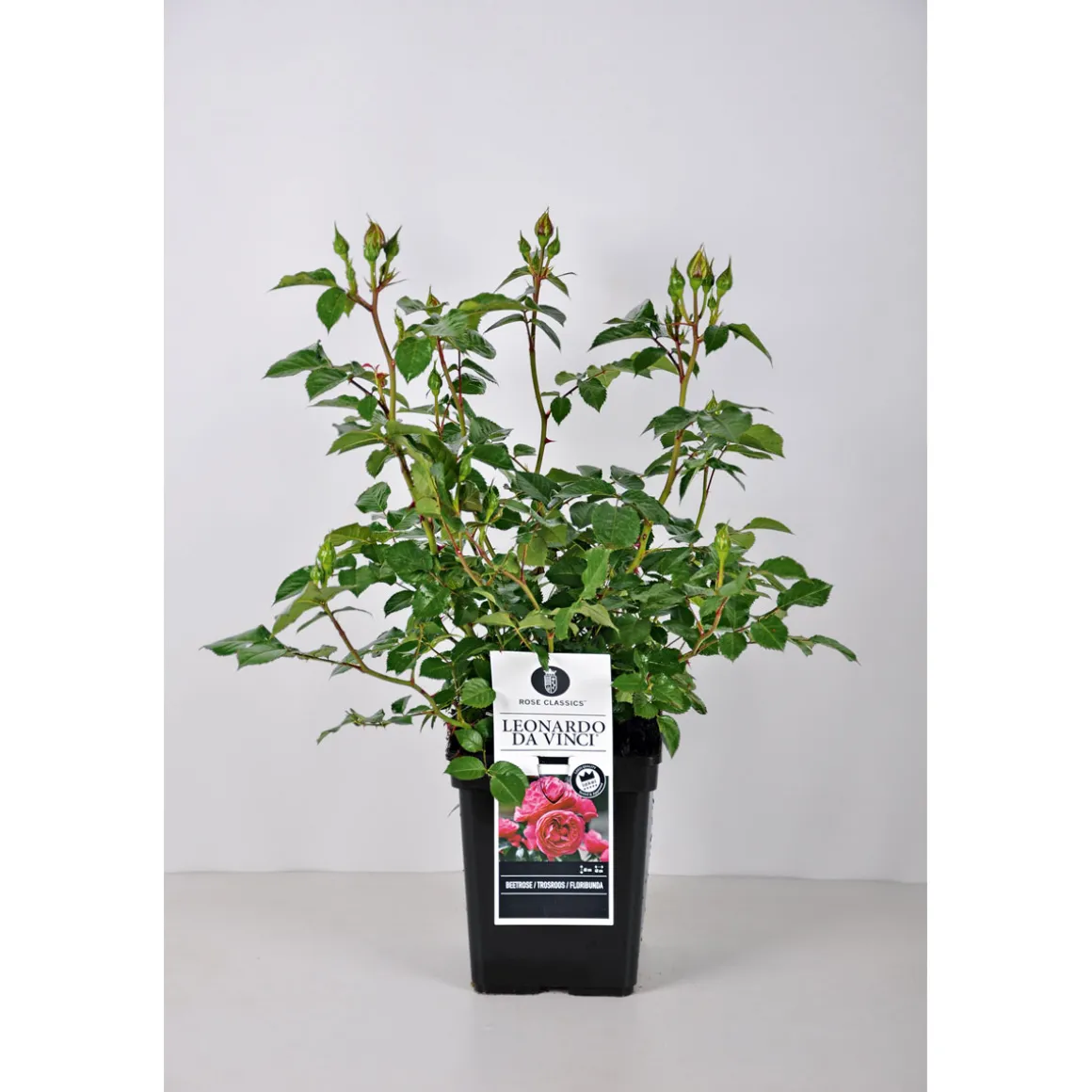 PlantiflorBeet-Duftrose rot Topf 23 cm