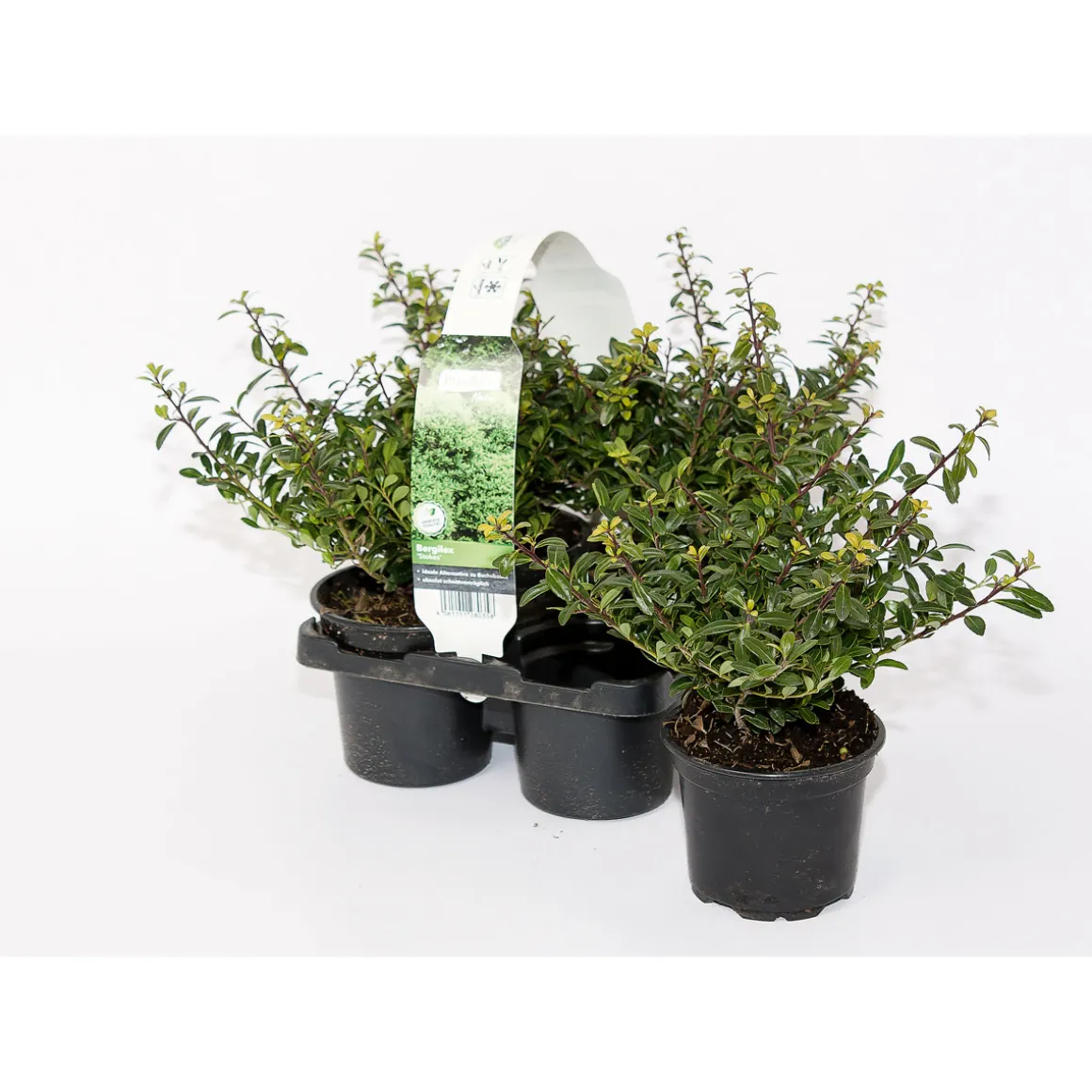 PlantiflorBerg-Ilex Stokes 4er-Pack