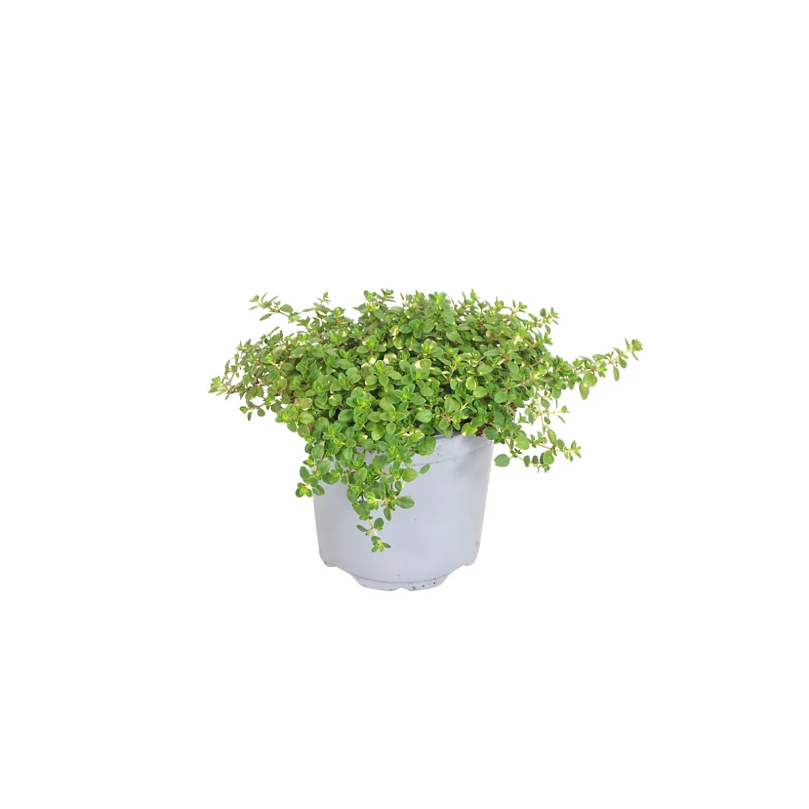 PlantiflorBodendecker-Stauden Pflasta la Vista Topf 13 cm