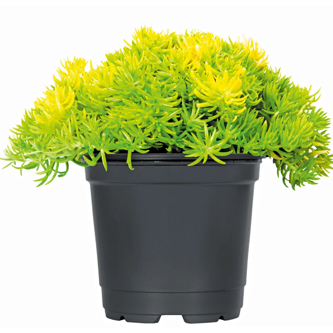 PlantiflorBodendecker-Stauden Pflasta la Vista Topf 13 cm