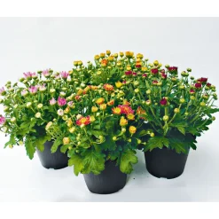PlantiflorChrysanthemenbüsche Mix Topf Durchmesser 13 cm