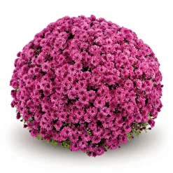 PlantiflorChrysanthemen-Busch Topf Durchmesser 19 cm
