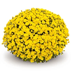 PlantiflorChrysanthemen-Busch Topf Durchmesser 19 cm