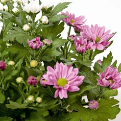 PlantiflorChrysantheme Swifty Topf- Durchmesser 10,5 cm