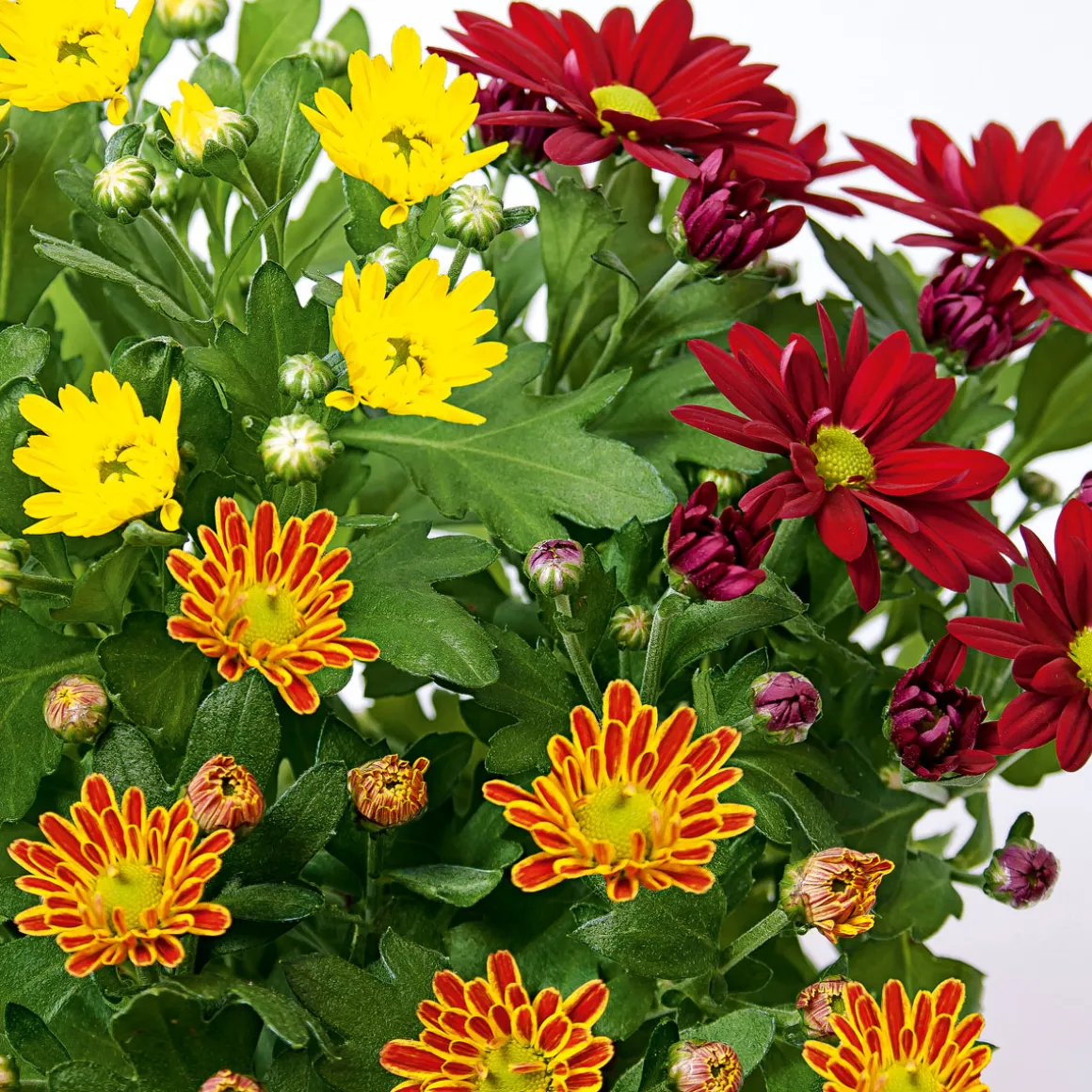 PlantiflorChrysantheme Swifty Topf- Durchmesser 10,5 cm