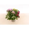 PlantiflorChrysantheme T13 4 Farben