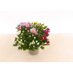 PlantiflorChrysantheme T13 4 Farben