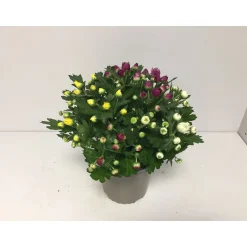 PlantiflorChrysantheme T13 4 Farben