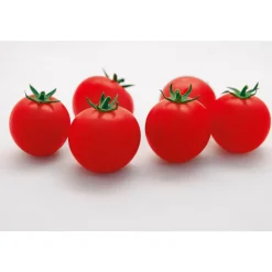 Plantiflor Cocktailtomate Supersweet F1 Topf Durchmesser 11 cm